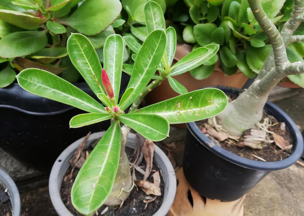 一组绿油油的盆栽植物的照片，桌子上的花盆里有各种各样的植物。图片下载