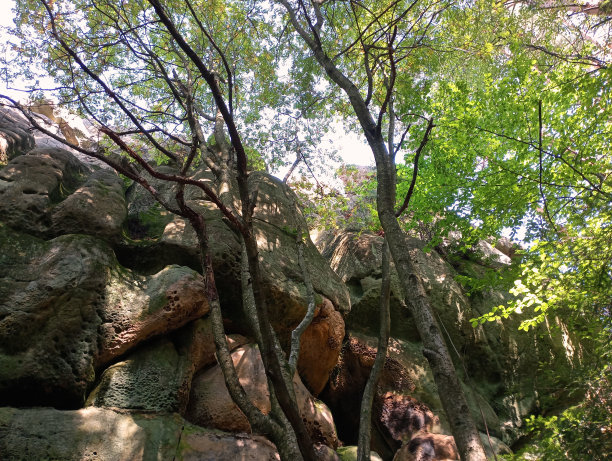 这张照片显示的是在一块石头的背景上有森林树木。这块美丽的岩石上长满了苔藓和树木。图片下载
