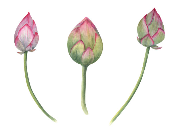 莲花花蕾。粉红色睡莲组成，绿色茎。水彩插图孤立的白色背景。婚礼设计，瑜伽中心手绘构图图片下载