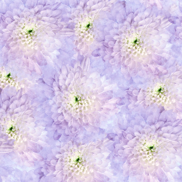 无缝水彩菊花花。花的背景。特写镜头。大自然。图片下载