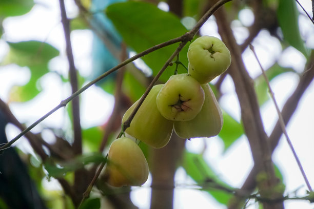 水的苹果图片下载