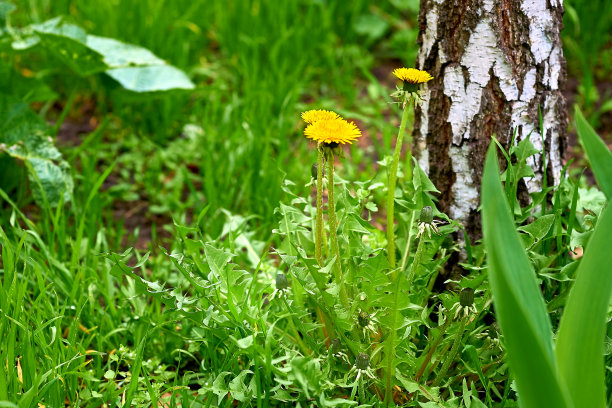 草甸森林图片。蒲公英，蜜花，桦树，绿草图片下载