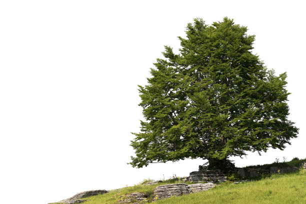 美丽的大绿色山毛榉树孤立在白色的背景图片下载