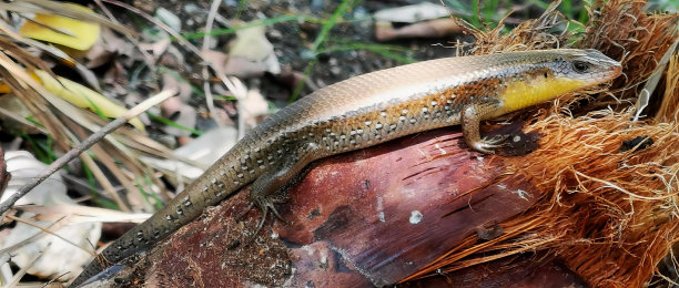 一张蜥蜴坐在树干上的照片，鳄鱼蜥蜴坐在丛林中的香蕉树上。图片下载