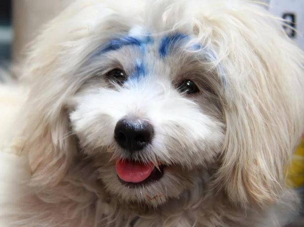 一只蓝色眼睛和蓝色鼻子的白色狗的照片，菊花狗在他的脸上有蓝色和白色的标记。图片下载