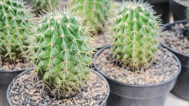 彩色仙人掌和多肉植物的特写照片，白色塑料花盆放在架子上与阳光。小装饰可爱的仙人掌带着锋利的刺。图片下载