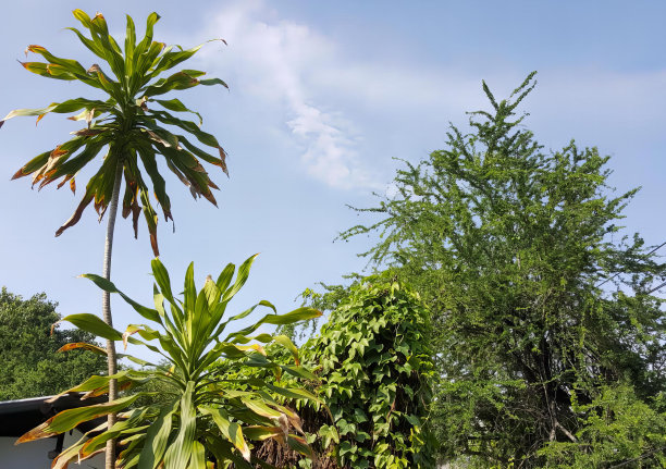 一张房子的照片，院子里有一棵树和一条长凳，院子里有一棵大炮形状的树，上面有几片叶子。图片下载