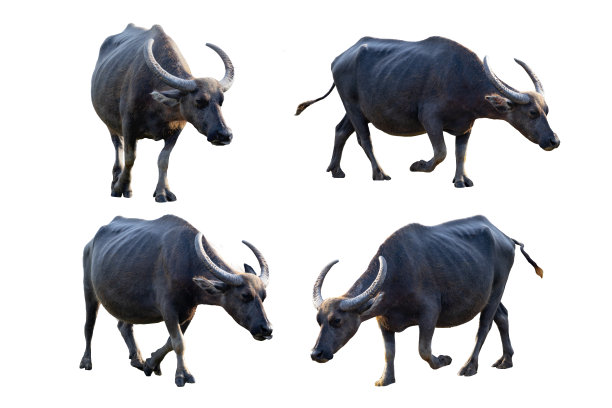 白色背景的泰国水牛图片下载