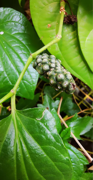 一张绿色植物的照片，上面有一串小叶子，奶油苹果果实在绿叶的树枝上。图片下载