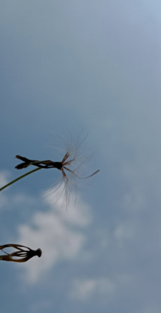 一个合适的背景文字引用与云和花枝在背景图片下载