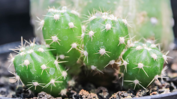 彩色仙人掌和多肉植物的特写照片，白色塑料花盆放在架子上与阳光。小装饰可爱的仙人掌带着锋利的刺。图片下载