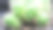 彩色仙人掌和多肉植物的特写照片，白色塑料花盆放在架子上与阳光。小装饰可爱的仙人掌带着锋利的刺。图片下载