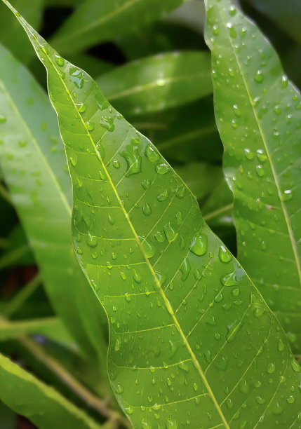 一张带有水滴的绿叶照片，菠萝蜜就是带有水滴的绿叶。图片下载