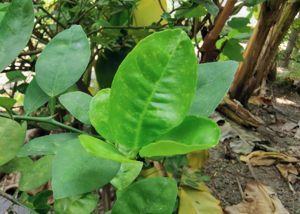 一棵绿色植物的照片，有很多叶子，柠檬树有绿色的叶子和黄色的花在花园里。图片下载