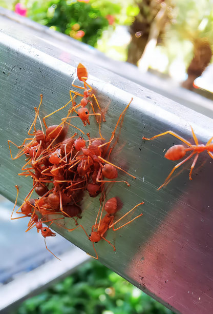 一群红蚂蚁在金属栏杆上爬行的照片，一群红蚂蚁在金属栏杆上爬行的照片。图片下载