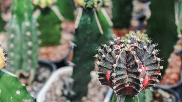 彩色仙人掌和多肉植物的特写照片，白色塑料花盆放在架子上与阳光。小装饰可爱的仙人掌带着锋利的刺。图片下载