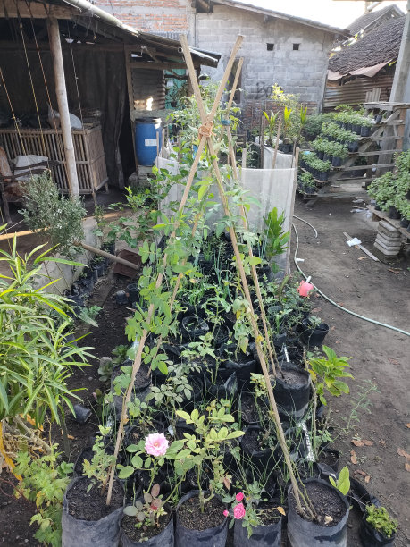 在院子里种玫瑰的想法图片下载