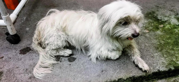 一张照片上白色的狗躺在椅子旁边的地上，菊花狗躺在椅子旁边的地上。图片下载