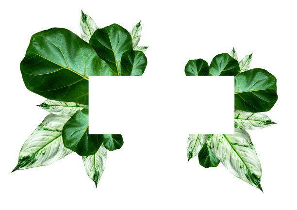 热带绿叶，小提琴叶框架在白色的背景。图片下载