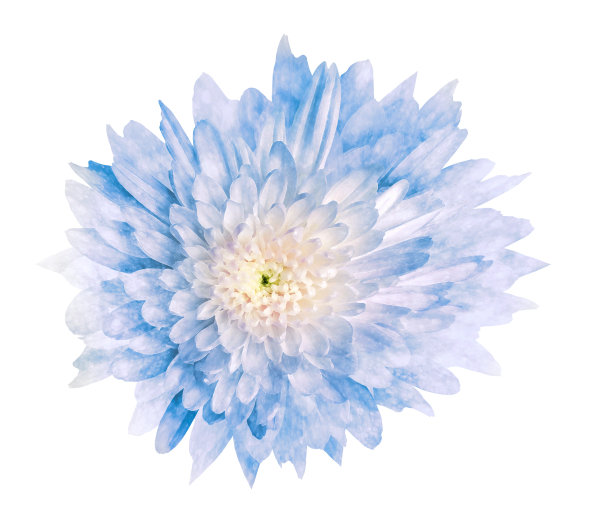 白色孤立背景上的菊花。水彩花。特写镜头。为设计。大自然。图片下载