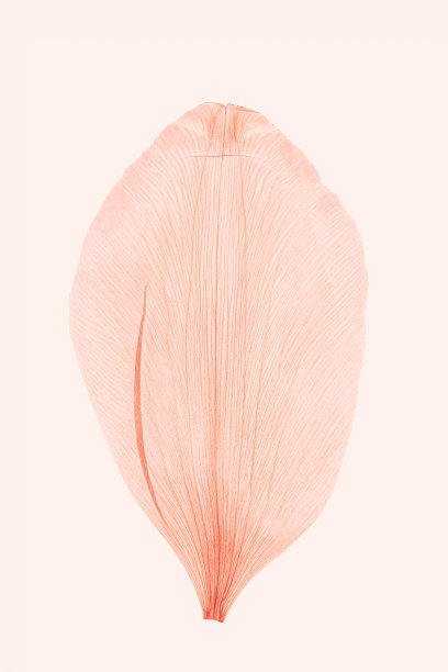 花瓣桃色的抽象自然图案，以自然纹理的叶子为自然背景。宏观纹理，带有花瓣纹路的唯美照片，潮流植物设计元素图片下载