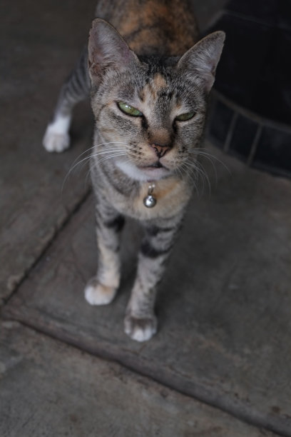 猫的看护画像图片下载