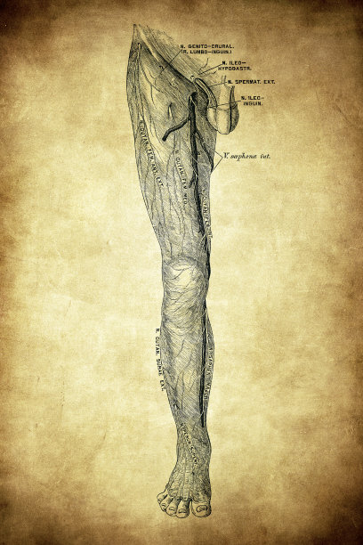 在下肢前表面的皮神经图片下载