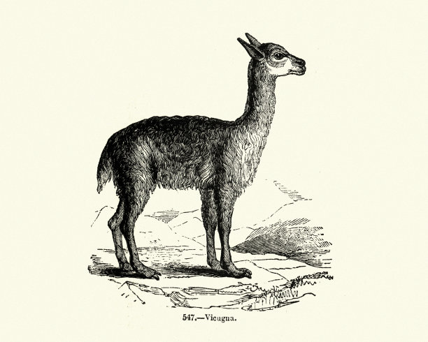 自然，小羊驼(Vicugna Vicugna)， 19世纪雕刻图片下载