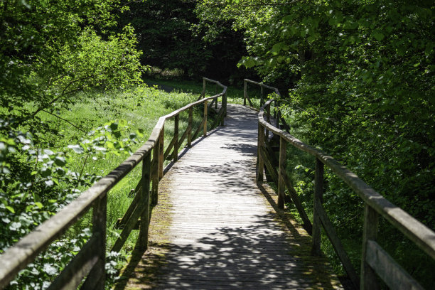 照片中森林中的桥梁通向一条小溪图片下载
