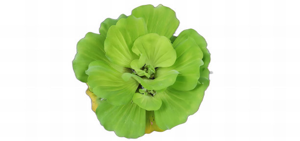 白色背景的绿色花朵的照片，白色背景上的绿色花朵的铅笔橡皮擦。图片下载