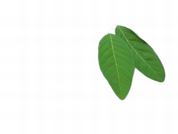 一张白色背景上两片绿叶的照片，白色背景上的蛋奶苹果叶子与白色背景。图片下载