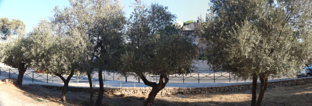 五棵橄榄树图片下载