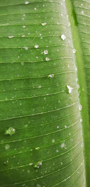 一张照片上的绿叶上有水滴，芭蕉叶上有水滴在雨中。图片下载