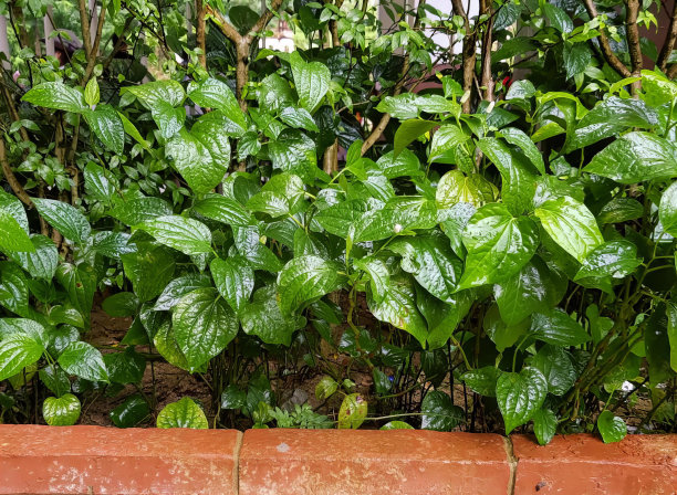 一株绿叶植物在花园里生长的照片，花盆在砖墙的花园里生长。图片下载