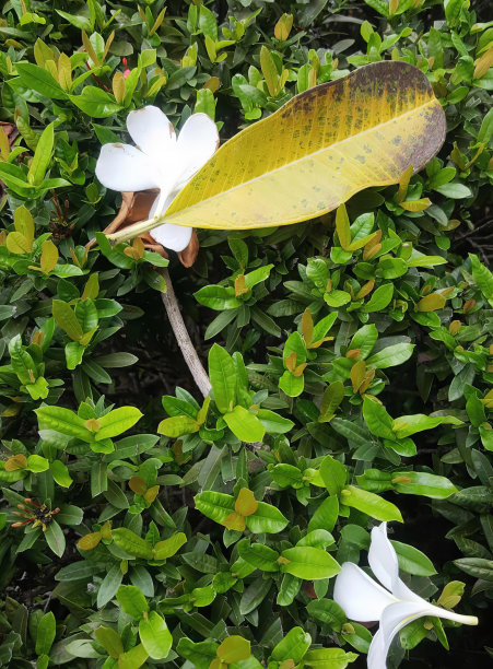 一张带有黄叶的白花的照片，一张带有黄叶的灌木上的花盆和叶子的照片。图片下载