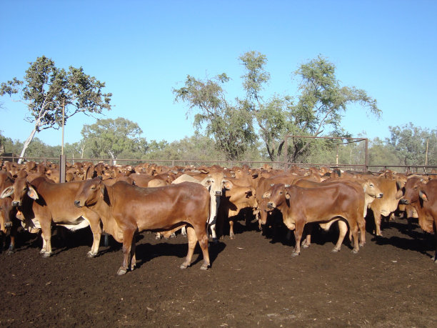 昆士兰的牛在车站图片下载