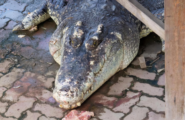 一张大鳄鱼躺在石头地板上的照片，尼罗鳄鱼躺在木凳旁边的地上。图片下载