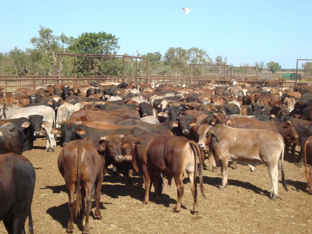 牛站的牛很漂亮图片下载