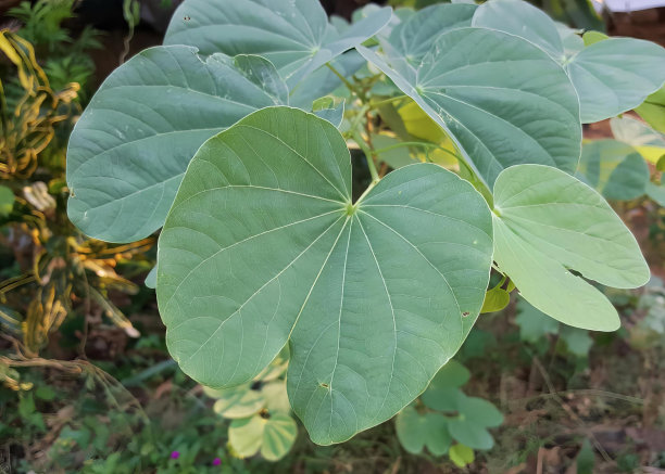 花园中一棵长着大绿叶的植物的照片，一棵植物的花盆形状的叶子有一个绿色的中心。图片下载