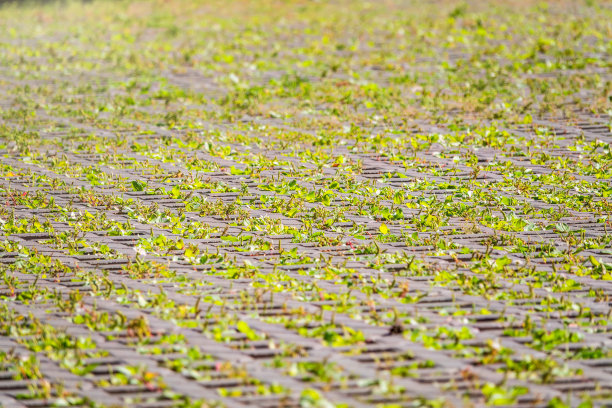 绿草如茵，穿过鹅卵石铺砌，室外花园地板背景照片纹理图片下载