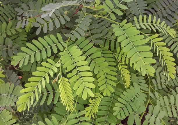 一张有叶子的绿色植物的照片，上面有一只鸟，花园里的绿叶花盆和植物。图片下载