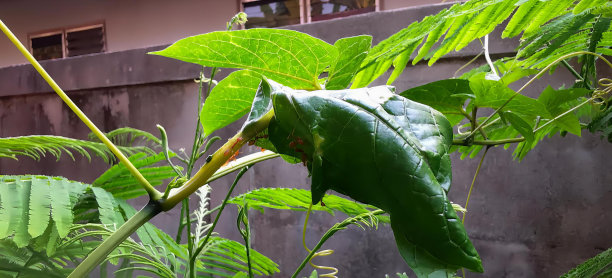 一张植物的照片，背景是一片绿叶和一座建筑。图片下载