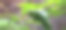 一张植物的照片，背景是一片绿叶和一座建筑。图片下载
