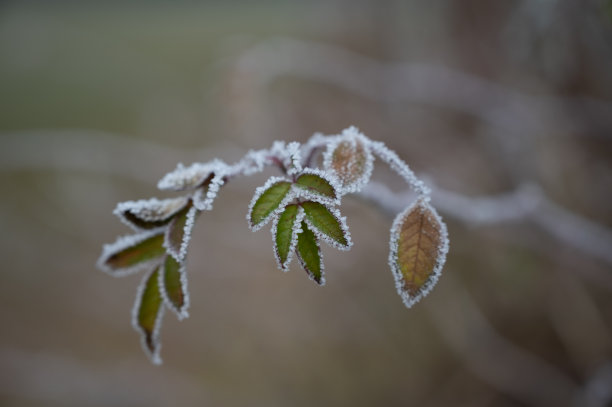 美味冰淇淋图片下载
