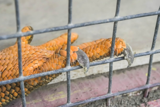 橙鬣蜥也被称为美洲鬣蜥是一种蜥蜴爬行动物。成年鬣蜥的脸部特写照片，眼睛张开，皮肤细腻图片下载