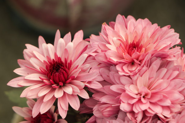 这是一束深粉红色的菊花的特写照片，花瓣上有黄色的中心和白色的尖端。花卉公园里的菊花图案。一簇粉紫色的菊花。图片下载