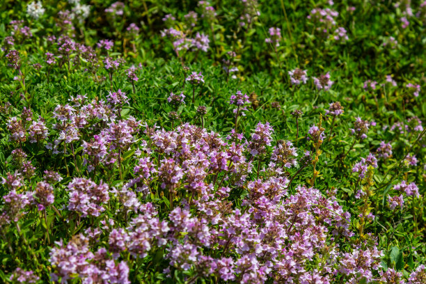 盛开的芳香百里香，百里香，野生百里香，爬行百里香，或小精灵百里香特写，微距照片。美丽的食物和药用植物在阳光明媚的日子里图片下载