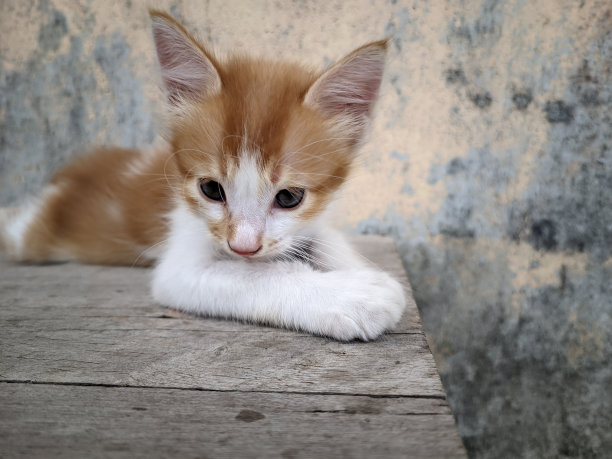小猫模特照片，一只可爱的橙色安哥拉家猫摆出模特的姿势，为她的雇主拍照图片下载