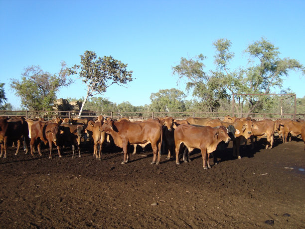 昆士兰的牛在车站图片下载