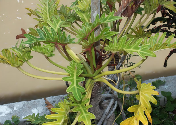 一个花盆里有一株黄花的植物的照片，花盆里有一株植物坐在窗台上。图片下载